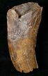 Large Partial Tyrannosaur Tooth - Montana #17627-3